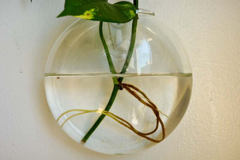 plant matter